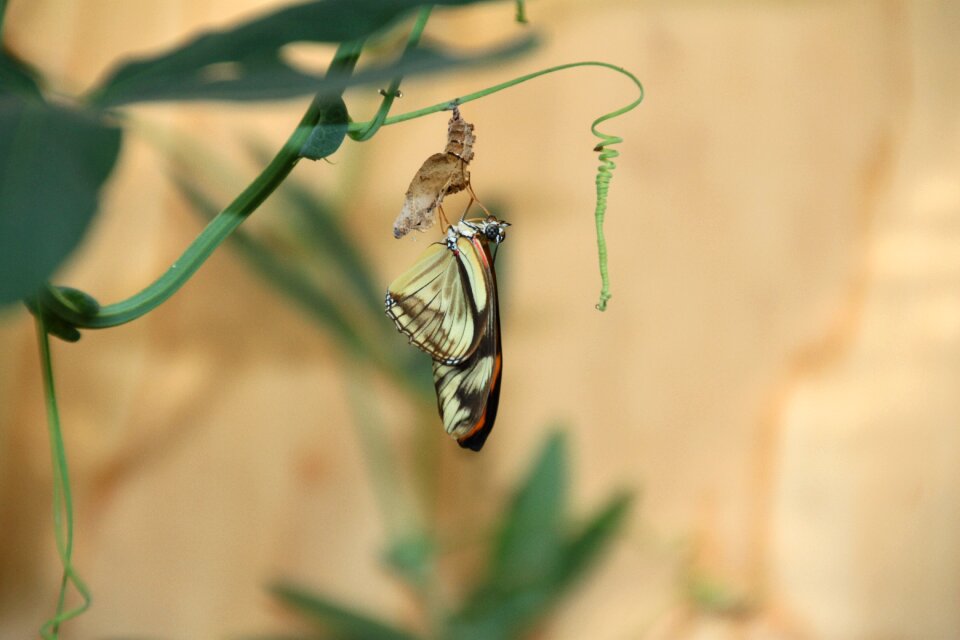 Butterfly butterfly garden zutphen