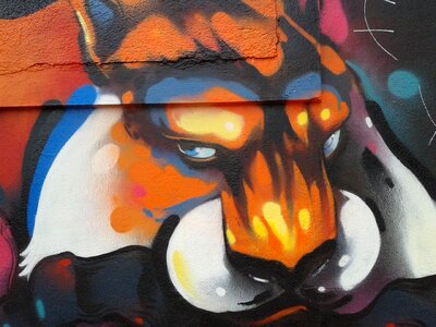 Fox wall galicia