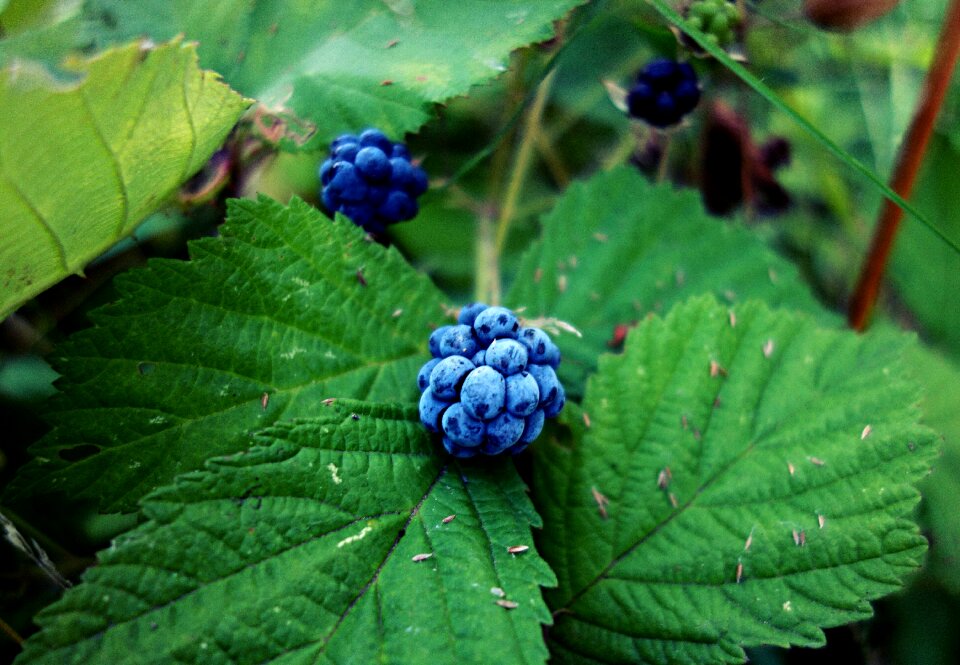 Food fresh fresh berries