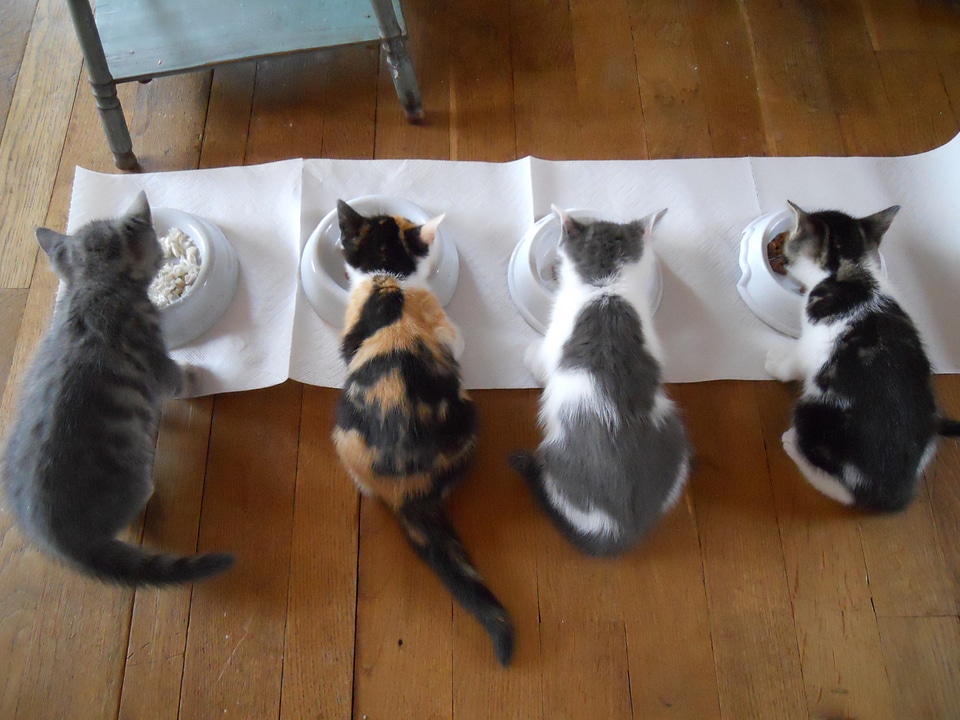 Feeding young cat animal