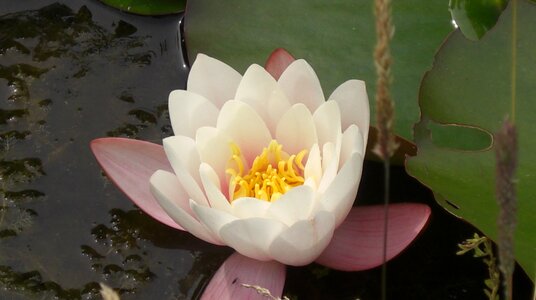 Aquatic lotus petals