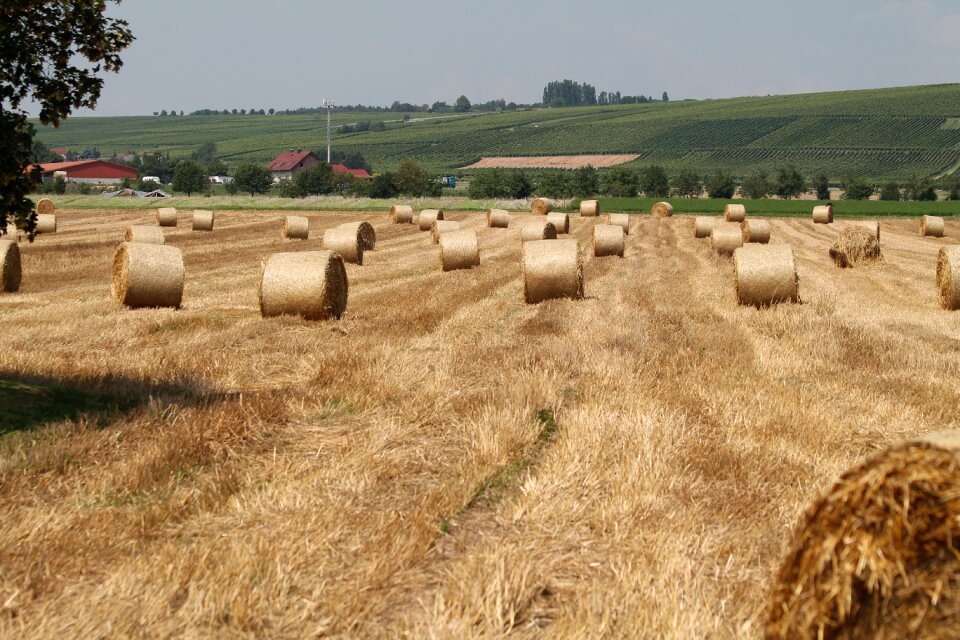 Agriculture straw straw bales