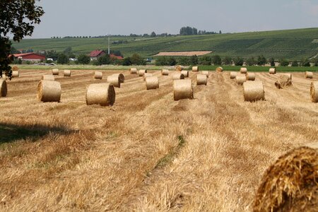 Agriculture straw straw bales photo