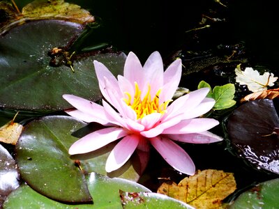 Water lake nature