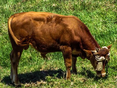 Cute livestock mammal