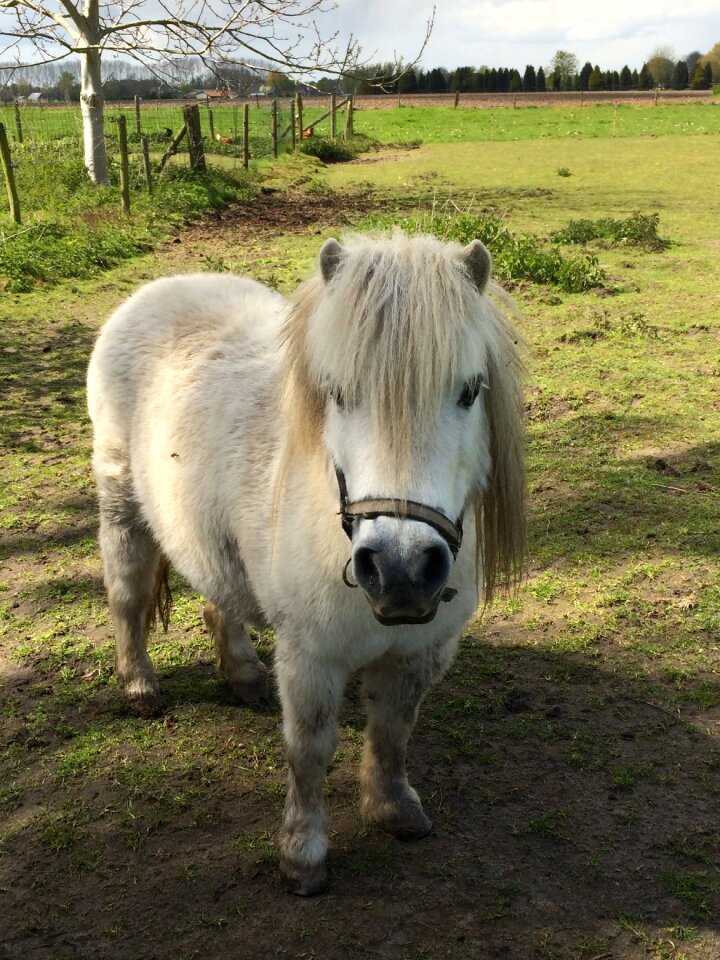 Small horse animal countryside