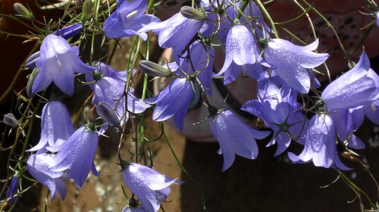 Alpine blue photo