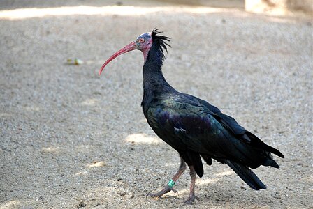 Northern bald ibis zoo wild bird photo
