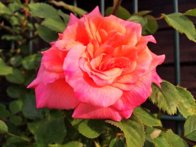Rose blooms pink rose garden photo