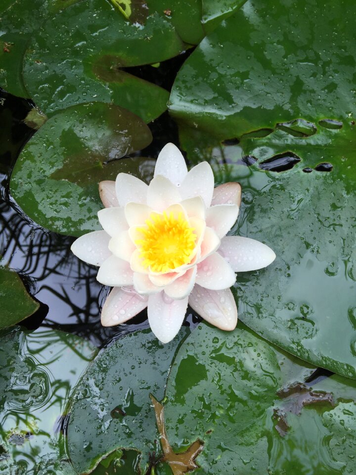Water lily meditation zen pool