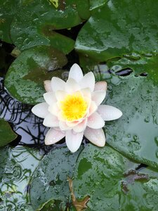 Water lily meditation zen pool