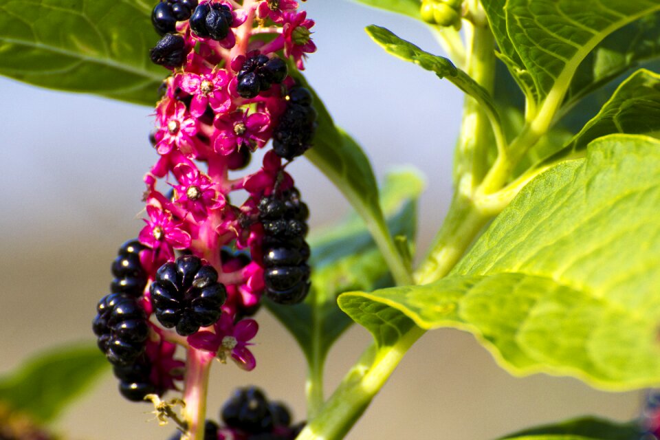 Flower bud nature