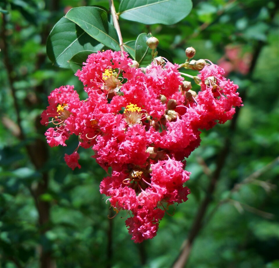 Blossom bloom plant