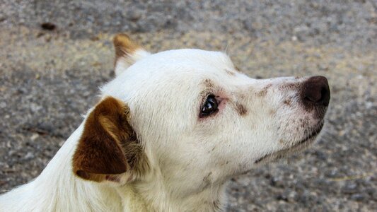 Crave puppy animal photo