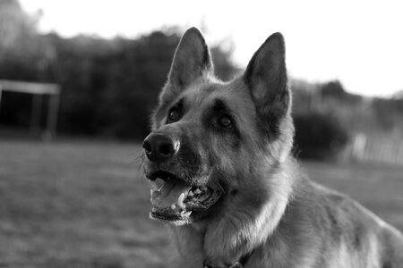 Canine domestic portrait photo