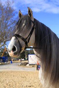 Animals mane horseback riding photo