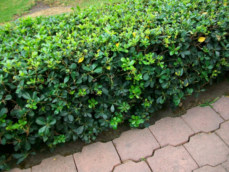 Leaves gardening environment