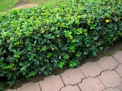 Leaves gardening environment