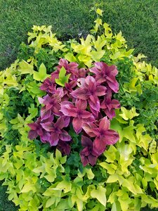 Purple flowers nature natural