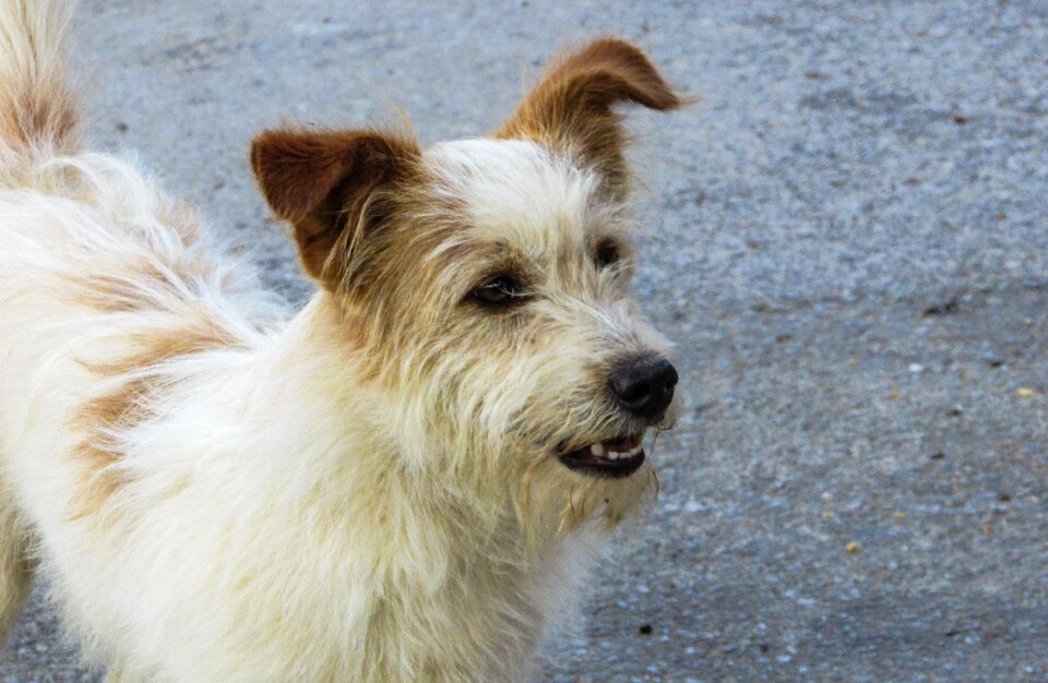 Portrait cute puppy looking
