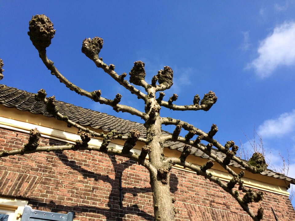 Leilinde bronckhorst shadow