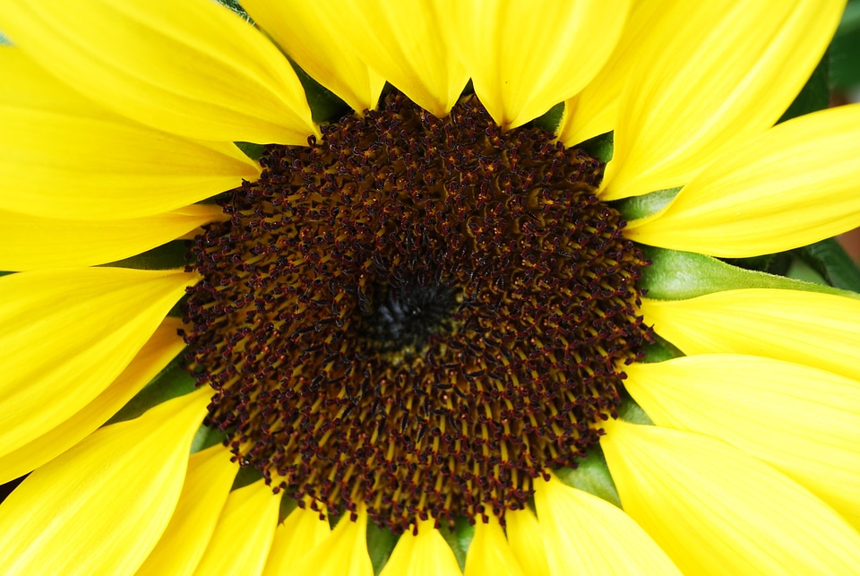 Sunflower helianthus annuus close up