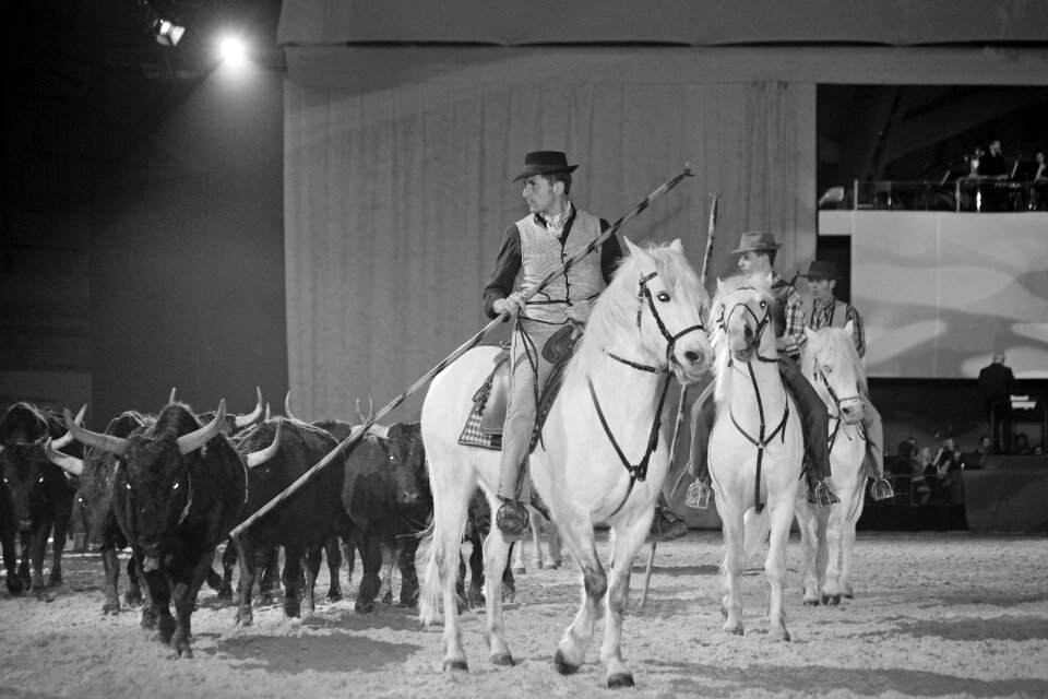 White horse animal mane