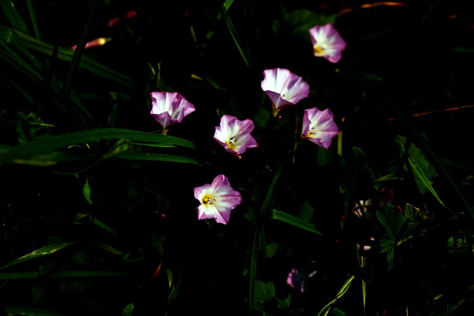 White grass green