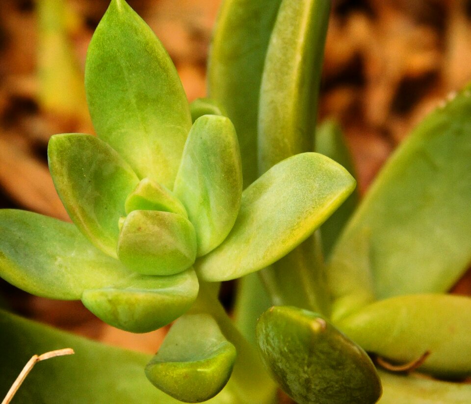 Leaf growth flower
