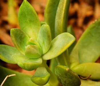 Leaf growth flower
