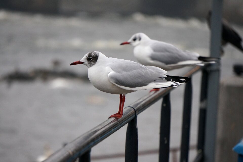 Animal wildlife common