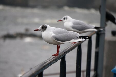 Animal wildlife common