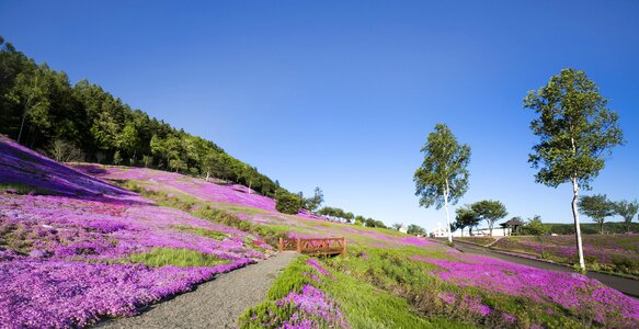 Japan takin inoue nature