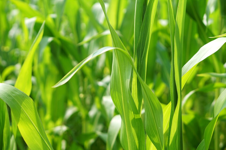 Landscape agriculture arable