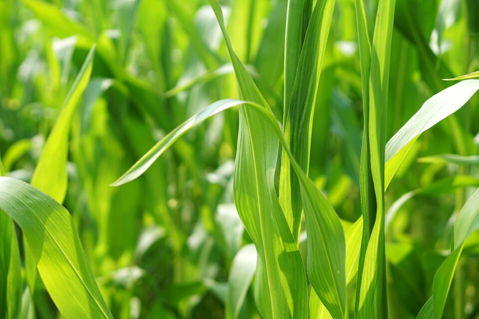 Landscape agriculture arable photo