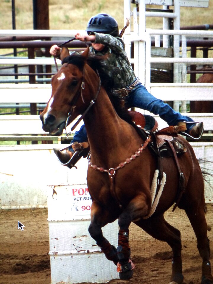 Western rider equine