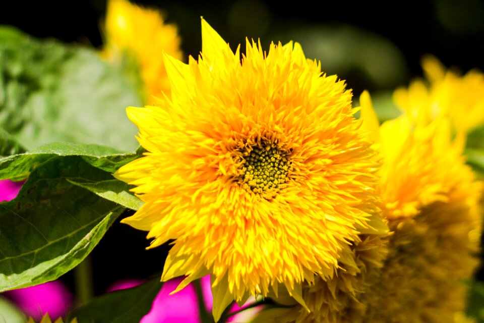 Yellow summer sunflower petals