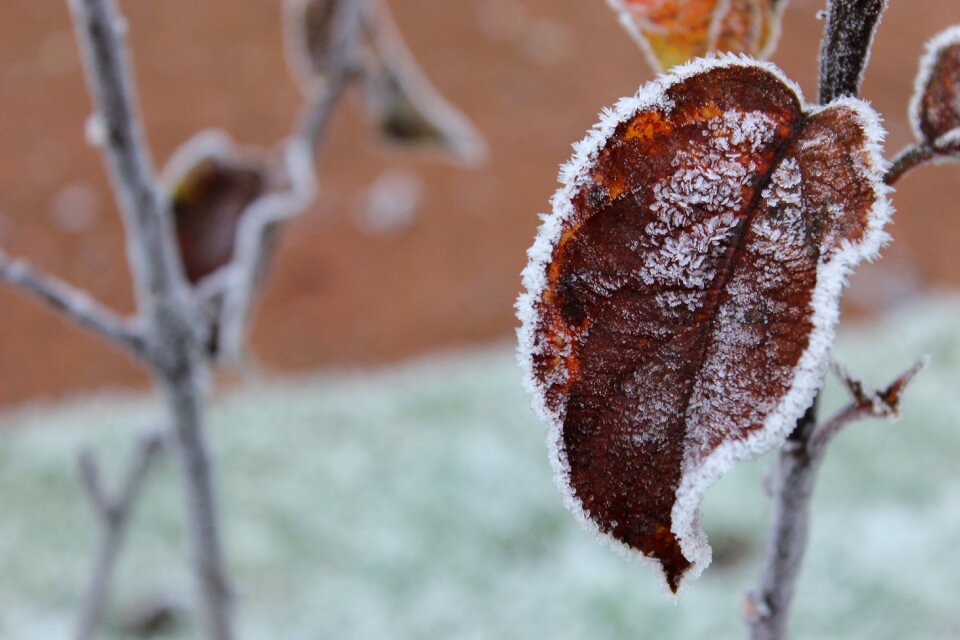 Snow outdoor frosted