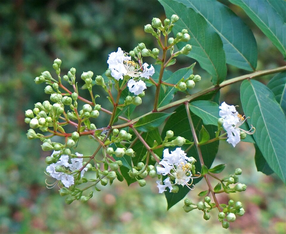 Blossom bloom plant