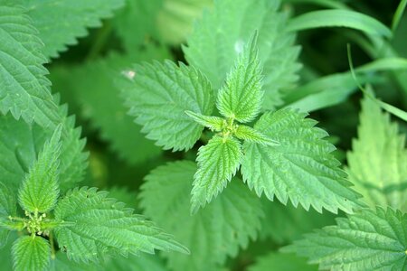 Pain green blind nettle