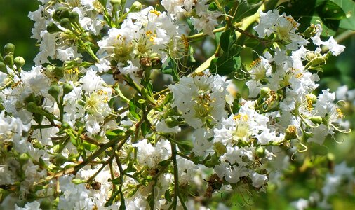 Blossom bloom plant