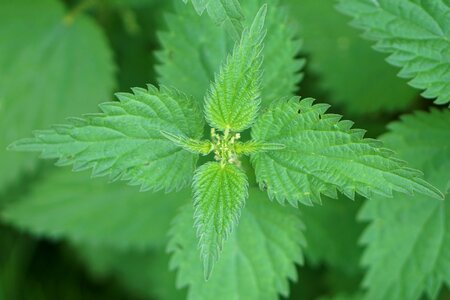 Pain green blind nettle