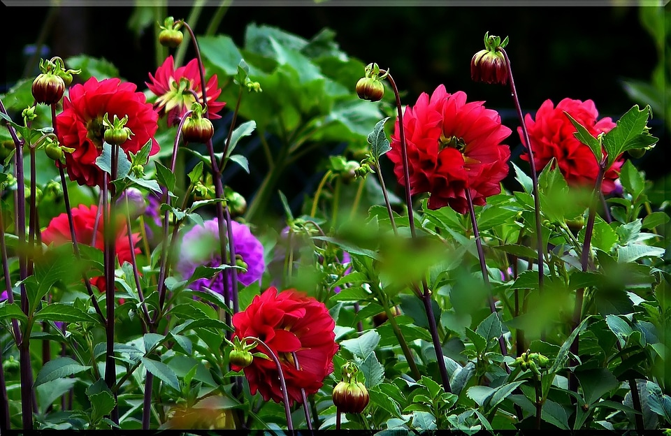 Blossom bloom flower