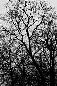 Nature winter environment