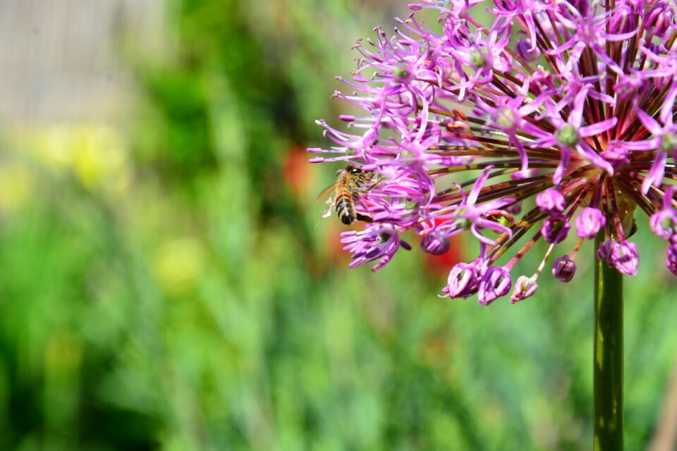 Insect plant beautiful flower