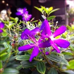 Purple flowers auspicious purple
