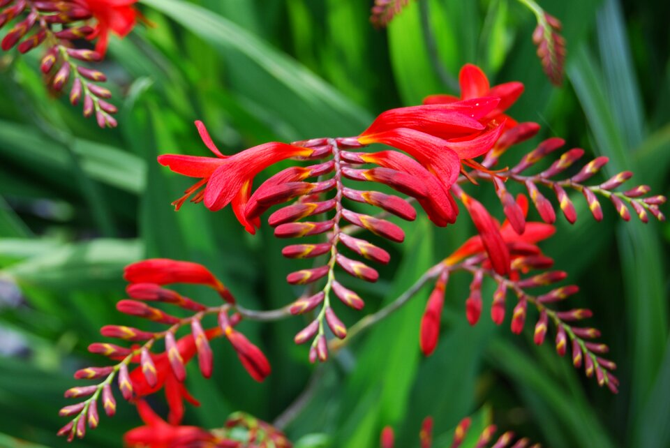 Summer flora outdoors