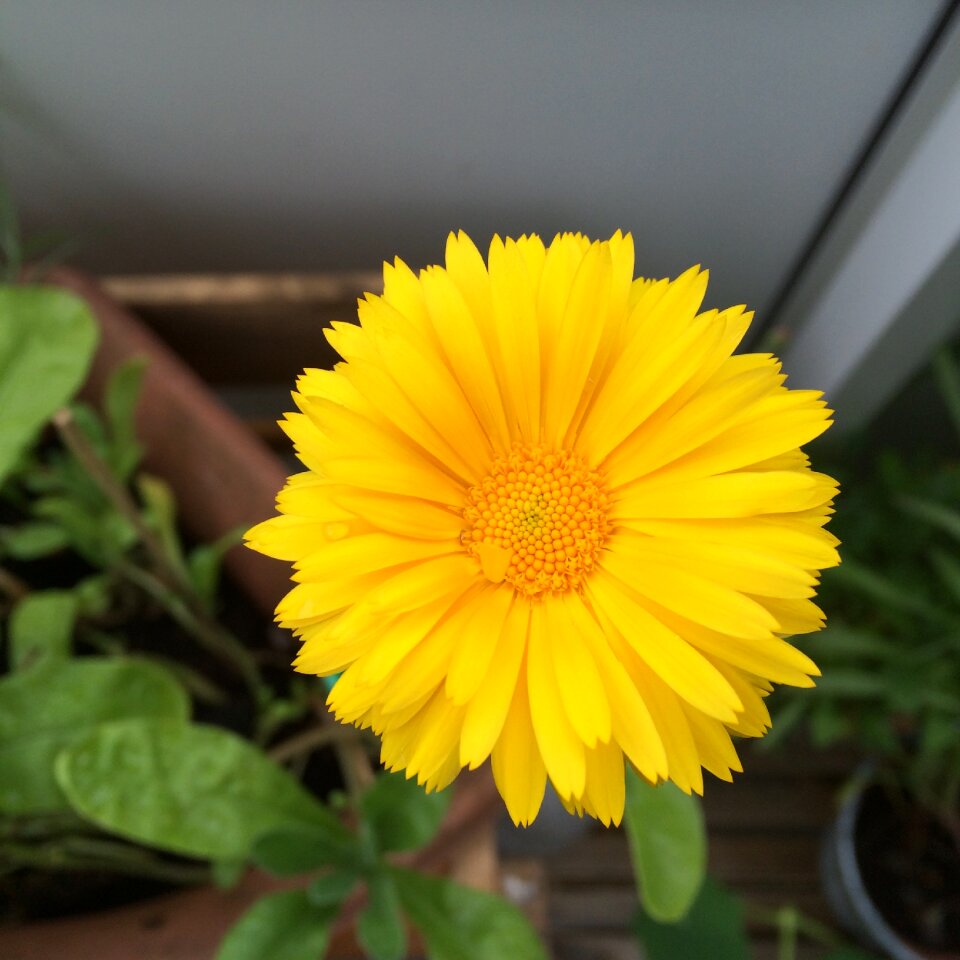 Marigolds calendule marigold photo