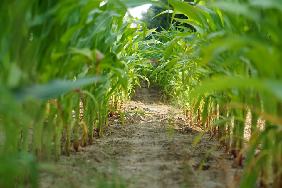Landscape agriculture arable