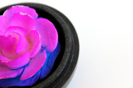 Nature rose soap